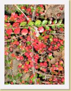 2005-10-24 18-13-24 Octobre 112,7mm 1_60_eme F4,9 * 2592 x 1944 * (2.99MB)